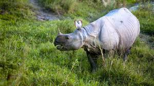 Chitwan Wildlife Yoga Tour