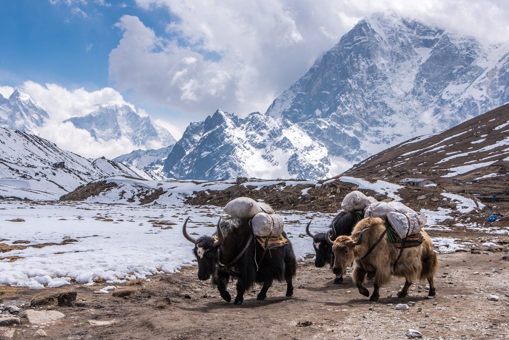 Everest Base Camp Yoga Trek
