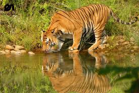 Bardia Jungle Safari Yoga Tour