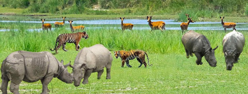 Bardia Jungle Safari Yoga Tour