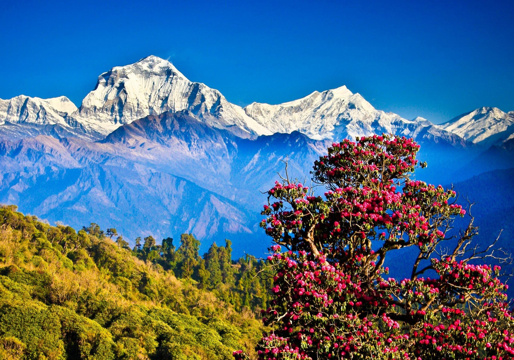 Ghorepani Poon Hill Yoga Trek