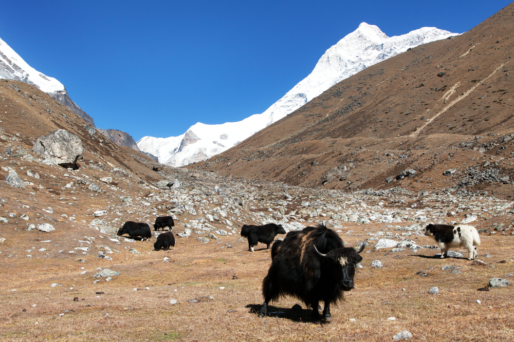 Barun Base Camp Yoga Trek